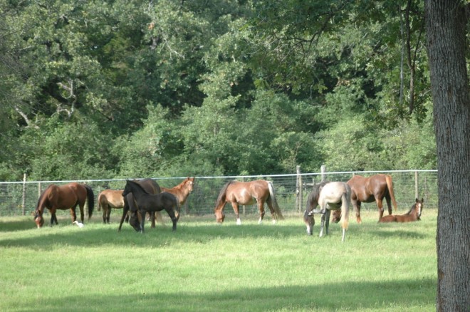 Arabian horses in pasture