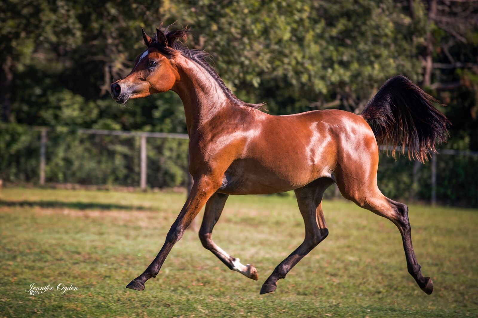 Nagham Magidaa LDA « LD Arabians – Straight Egyptian Arabian Horses For 