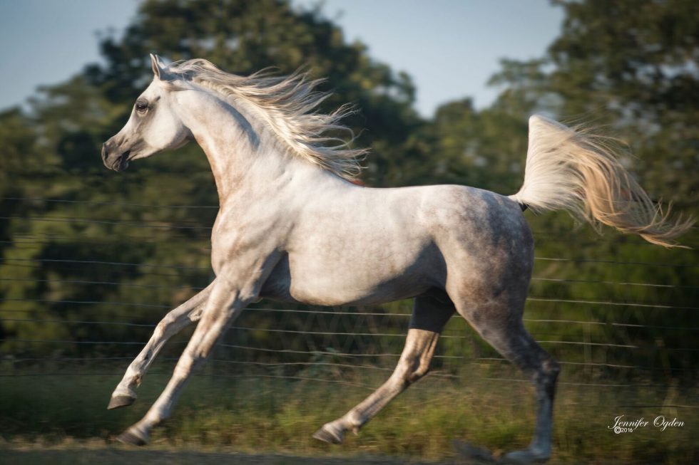 Al Zarif LDA « LD Arabians – Straight Egyptian Arabian Horses For Sale