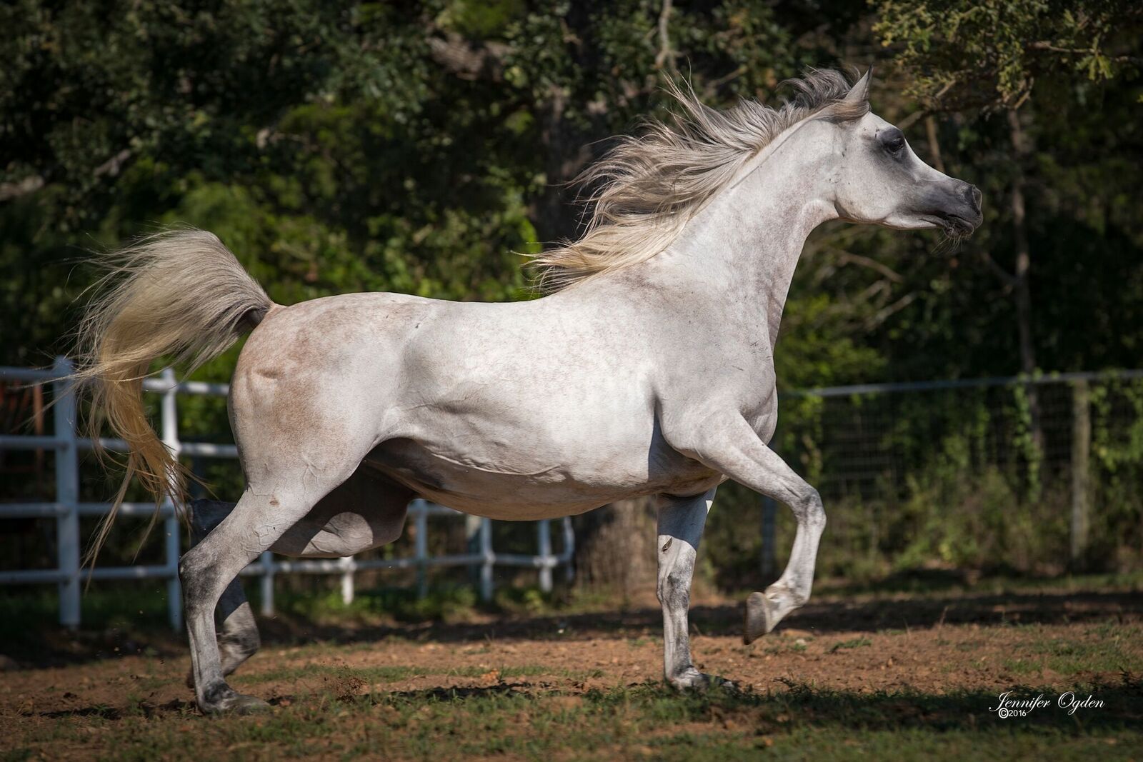 Farah Magidaa LDA « LD Arabians – Straight Egyptian Arabian Horses For Sale