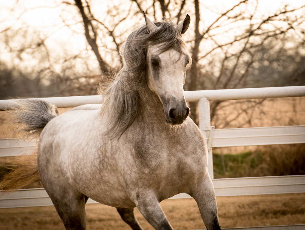 Shaheen LDA « LD Arabians – Straight Egyptian Arabian Horses For Sale